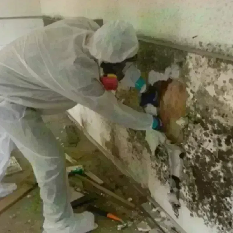 Mold Remediation and Removal in San Carlos, TX